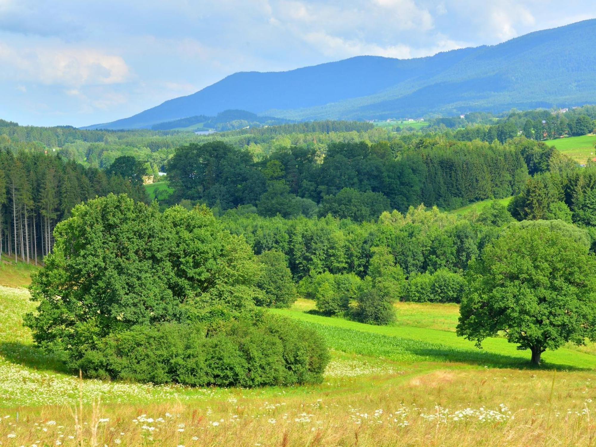 Comfort Apartment With Balcony In The Beautiful Bavarian Forest Drachselsried Extérieur photo